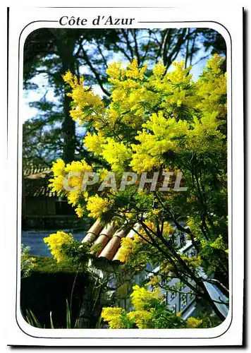 Cartes postales moderne Cote d'Azur French Riviera Mimosas en fleurs