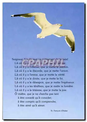 Cartes postales moderne Mouette Oiseau