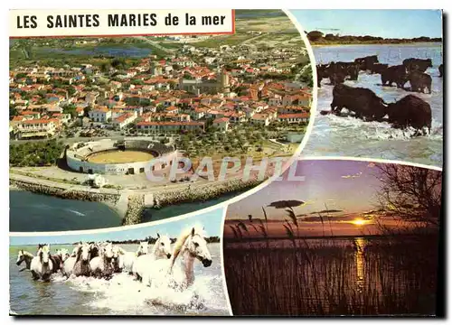 Cartes postales moderne Les Saintes Maries de la Mer Taureaux