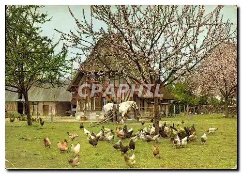 Cartes postales moderne la Normandie Reunion matinale