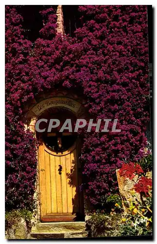 Ansichtskarte AK Couleurs et Lumiere de France la Cote d'Azur les Bougainvillees en fleurs