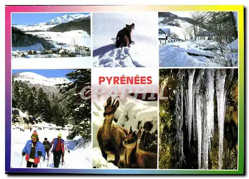 Cartes postales moderne Les Pyrenees Divers aspects Ours Chamois
