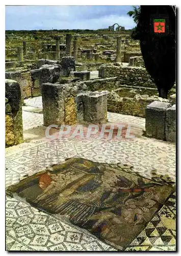 Cartes postales moderne Volubilis Mosaiques de la maison de Venus