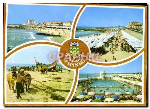 Cartes postales moderne Espinho Portugal Motivos Turisticos Diversos Divers Motifs Touristiques B�ufs Piscine