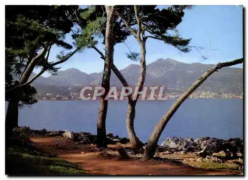 Cartes postales moderne La Cote d'Azur Menton Vue de Menton prise du Cap Martin