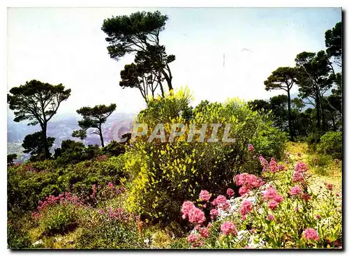 Cartes postales moderne La Cote d'Azur Miracle de la Nature Paysage de la Cote d'Azur