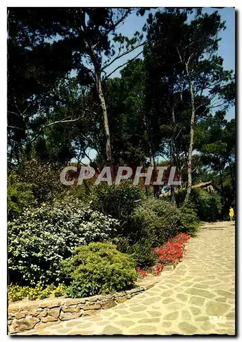 Cartes postales moderne Reflets de la Cote d'Azur Jardin dans la Pinede