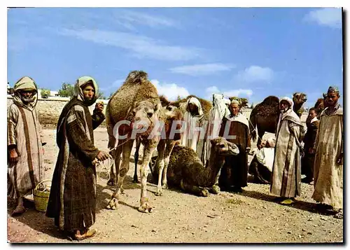 Cartes postales moderne Le Maroc Pittoresque Halte au Desert