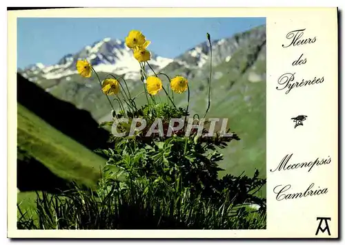 Cartes postales moderne Fleurs des Pyrenees Meconopsis Cambrica