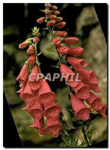 Cartes postales moderne Fleurs des Pyrenees Digitale