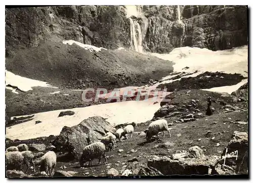 Cartes postales moderne Cirque de Gavarnie Hautes Pyrenees Bas de la Cascade et le Pont de neige Moutons