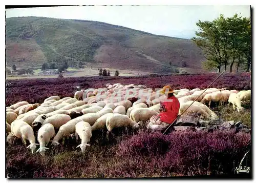 Cartes postales moderne Le Limousin Pittoresque Les Monedieres Berger Moutons