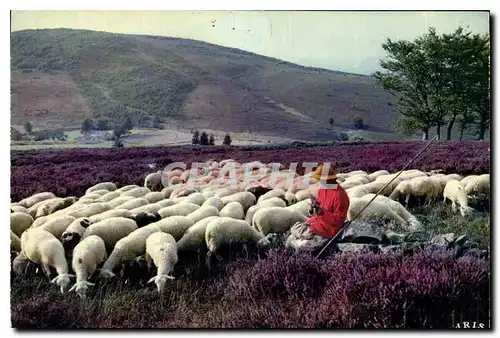 Cartes postales moderne Le Limousin Pittoresque Les Monedieres Berger Moutons