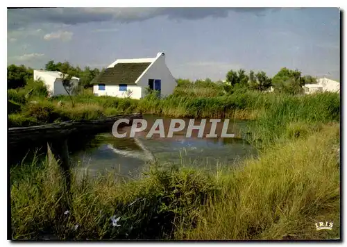 Moderne Karte En Camargue Avec les Gardians Au Milieu des Marais une cabanne toute blanche au toit de roseaux