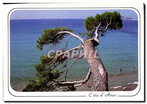 Cartes postales moderne Calanques