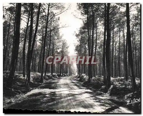 Cartes postales moderne En Guyenne Gascogne La Route dans la Foret Landaise