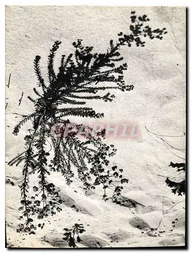 Cartes postales moderne Plante