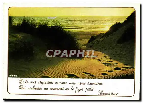 Cartes postales moderne Littoral de la Manche et de la Mer du Nord Contre jour dans les dunes