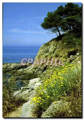 Cartes postales moderne La Cote d'Azur Floraison estivale