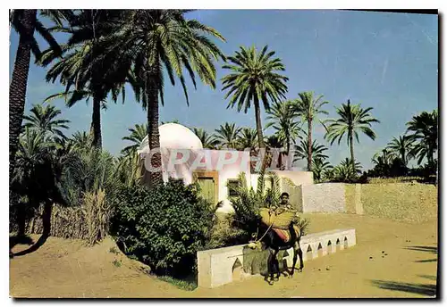 Cartes postales moderne Gabes Oasis Die Oase