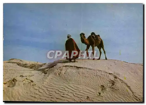 Cartes postales moderne Sud Tunisien Chamelier sur la dune