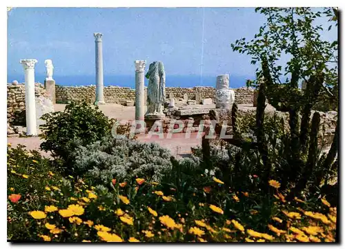 Cartes postales moderne Carthage Tunisie l'Antiquarium