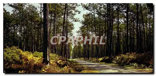 Cartes postales moderne Dans nos forets de gascogne La Pinede