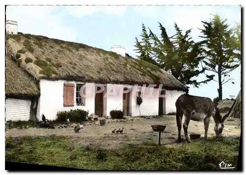 Cartes postales moderne Vision en Vendee Au Pays Maraichin Ane Mule