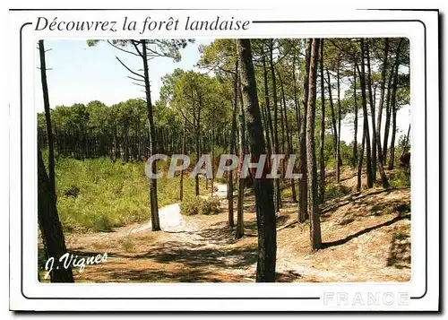 Moderne Karte Decouvrez la foret landaise