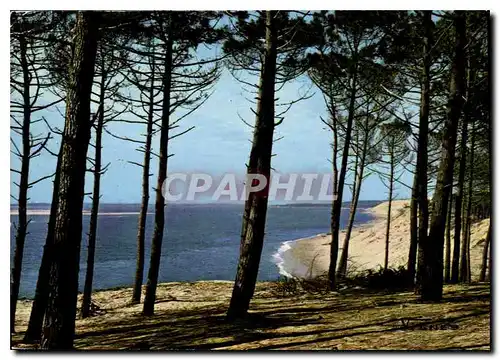 Cartes postales moderne Visage des Landes Bord de Mer