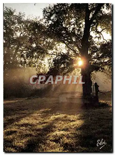 Moderne Karte Landes Coucher de Soleil dans la foret