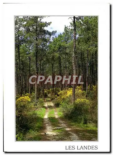 Cartes postales moderne Les Landes