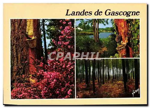 Cartes postales moderne Landes de Gascogne
