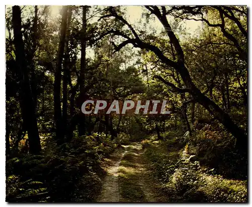 Moderne Karte Visage des Landes Sentier en foret