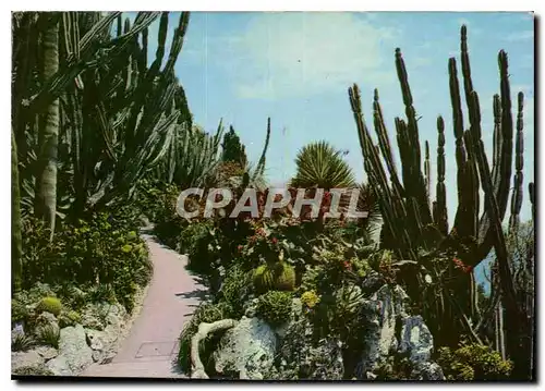 Cartes postales moderne Principaute de Monaco Le Jardin Exotique