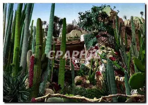 Cartes postales moderne Monaco Le Jardin Exotique