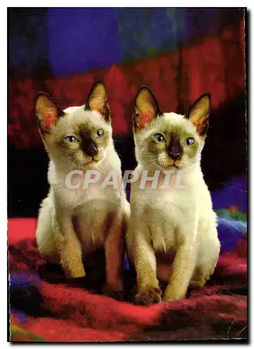 Cartes postales moderne Chats Chatons