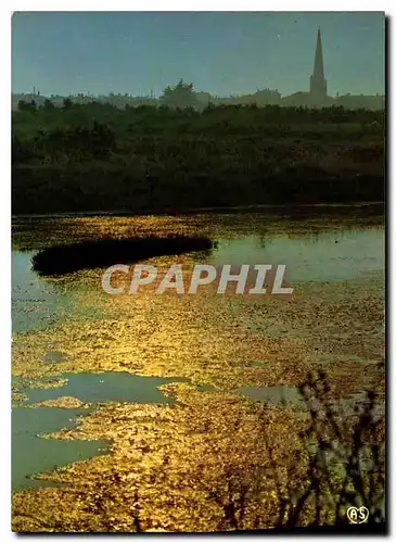 Cartes postales moderne Ile de Re Ars Charente Maritime Contre Jour sur le Marais