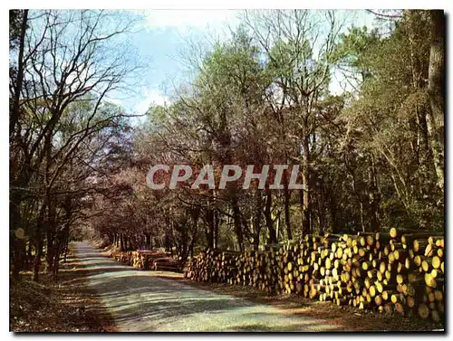 Cartes postales moderne Royan Route en Foret