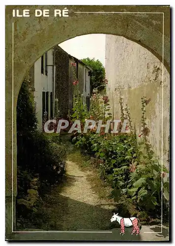 Cartes postales moderne Ruelfe de roses tremieres