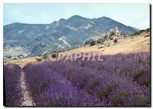 Cartes postales moderne Au Pays de la Lavande