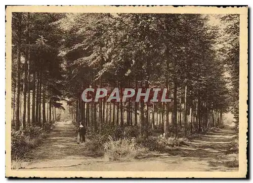 Cartes postales moderne Monastere N D de Bethanie Lophem lez Bruges les allees du jardin