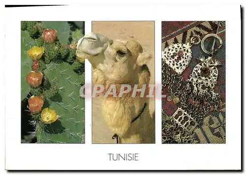 Cartes postales moderne Tunisie Chameau