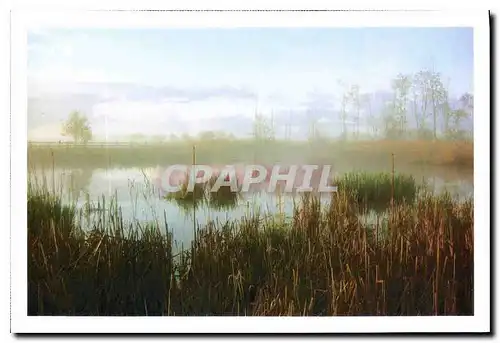 Cartes postales moderne Sauvons nos paysages Roselieres dans le marais Vendeen