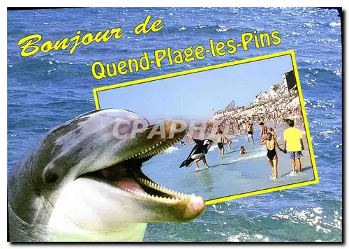 Cartes postales moderne La Cote d'Opale Quend plage les pins la plage et le front de mer Dauphin