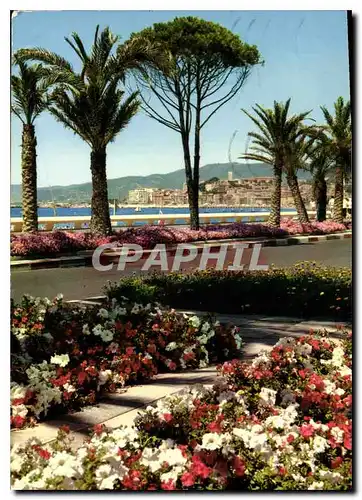 Cartes postales moderne La Cote d'Azur Cannes la Croisette