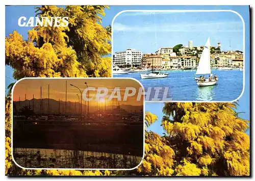 Cartes postales moderne Cote d'Azur Cannes