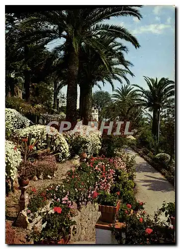 Cartes postales moderne Cote d'Azur et Provence Sa vegetation meditarraneenne