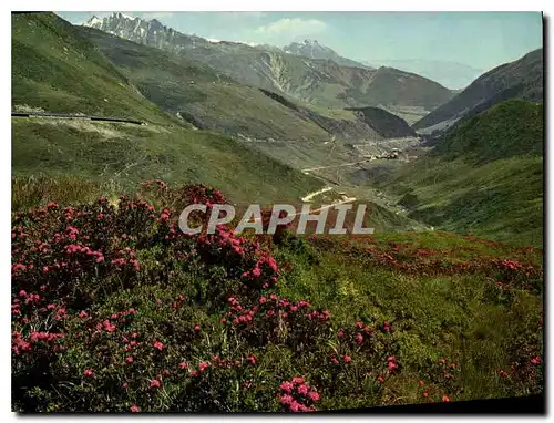 Moderne Karte Alpenrosen am Oberalppass und Tschamut