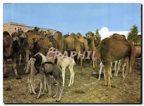 Cartes postales moderne Sud Tunisien Troupeau de chameaux